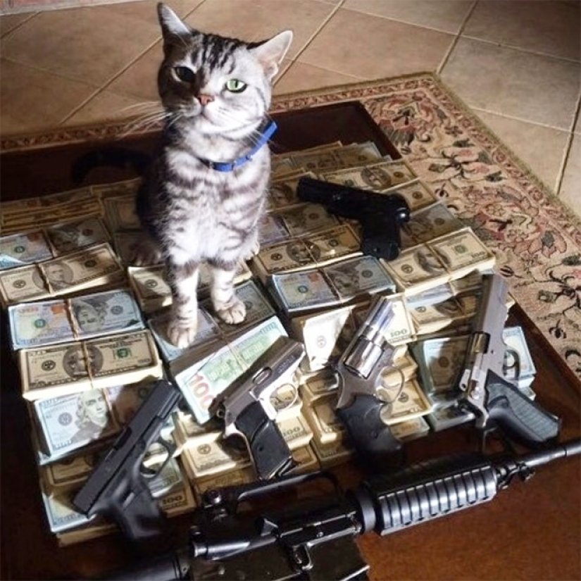 Tarjetas, dinero, dos barril: 20 gangsteritto fotos de instagram