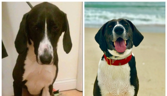 Tears in my eyes: 22 photos of animals before and after they found their home