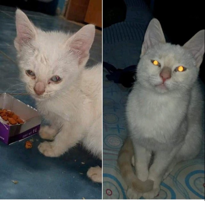 Tears in my eyes: 22 photos of animals before and after they found their home