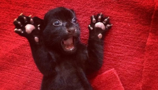 ¡Temedme! Único cachorro de tigre negro sin rayas posando solo para ti
