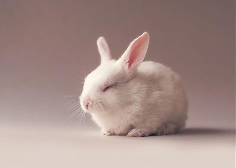 Tenga cuidado, el espacio mimímetro: una sesión de fotos de un conejo recién nacido