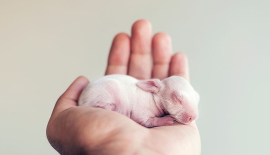 Tenga cuidado, el espacio mimímetro: una sesión de fotos de un conejo recién nacido