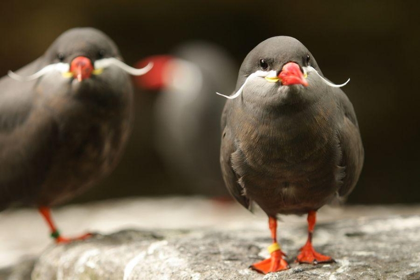 Tern Inca - a bird with a mustache