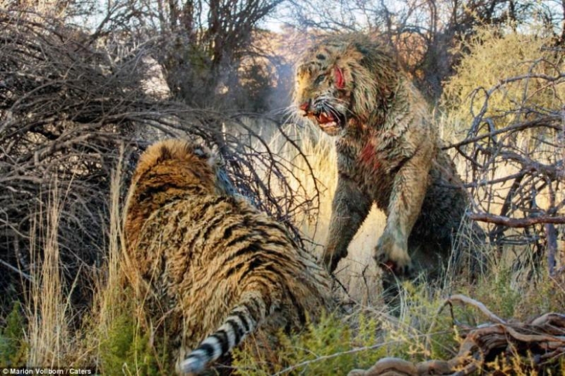 Territory Fight: Bloody Fight of Two Tigers