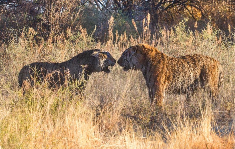 Territory Fight: Bloody Fight of Two Tigers