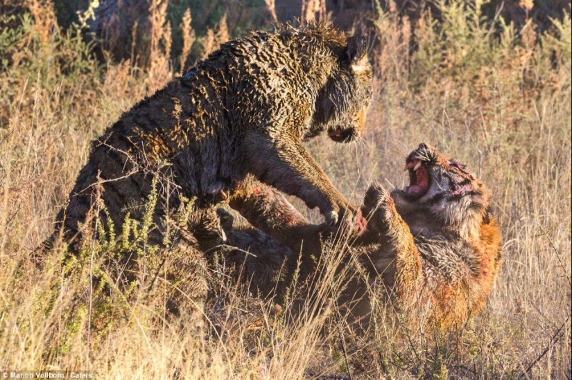 Territory Fight: Bloody Fight of Two Tigers