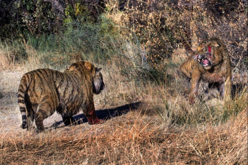 Territory Fight: Bloody Fight of Two Tigers