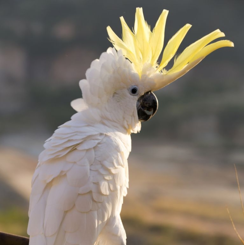 The 10 Best Types of Pet Birds for Beginners