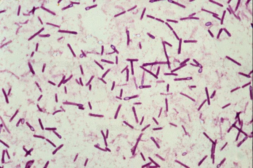 The 10 most dangerous bacteria