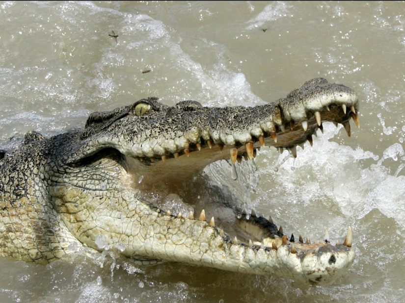 The 15 most dangerous animals in the world