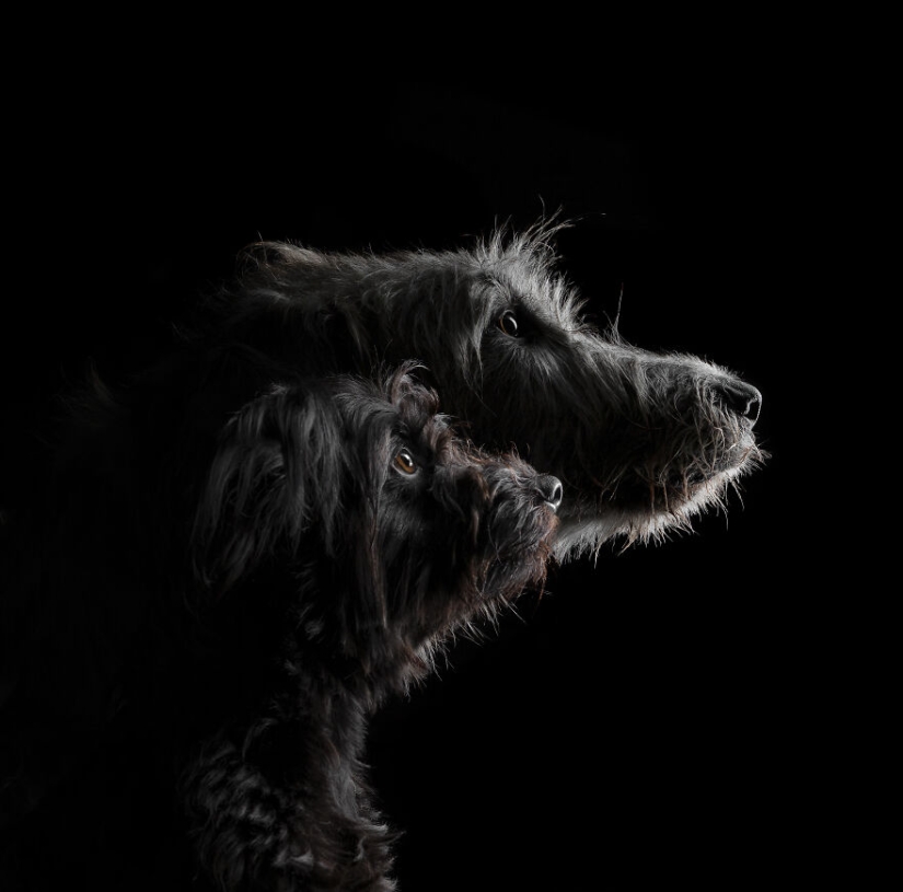 The 2023 Dog Photography Awards Has Revealed Its Winners And Finalists