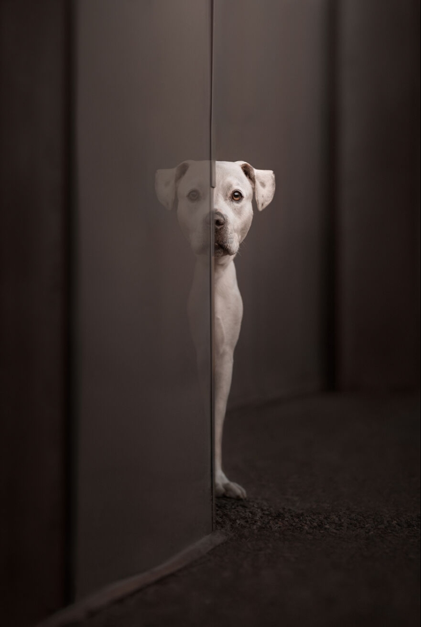 The 2023 Dog Photography Awards Has Revealed Its Winners And Finalists