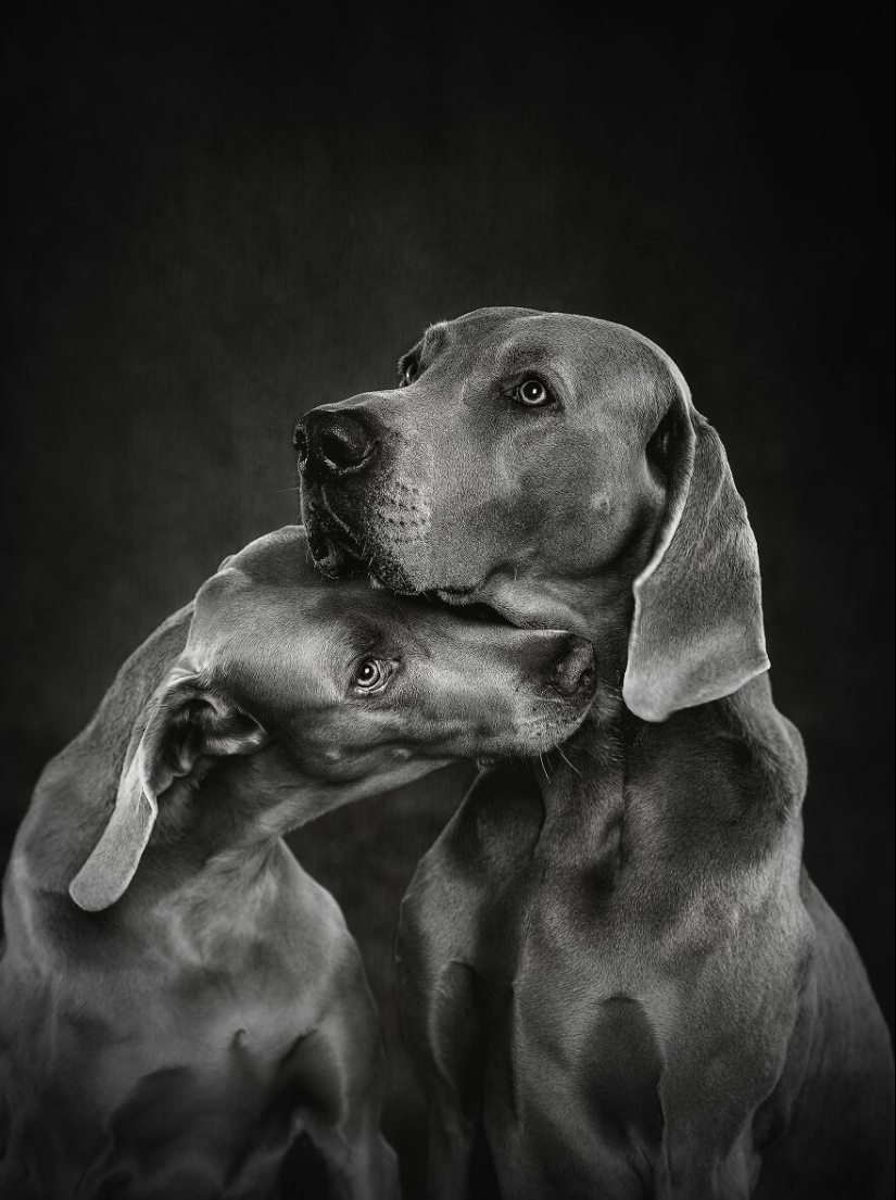 The 2023 Dog Photography Awards Has Revealed Its Winners And Finalists