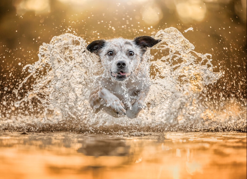 The 2023 Dog Photography Awards Has Revealed Its Winners And Finalists