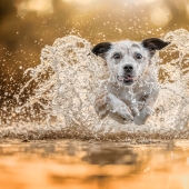 The 2023 Dog Photography Awards Has Revealed Its Winners And Finalists