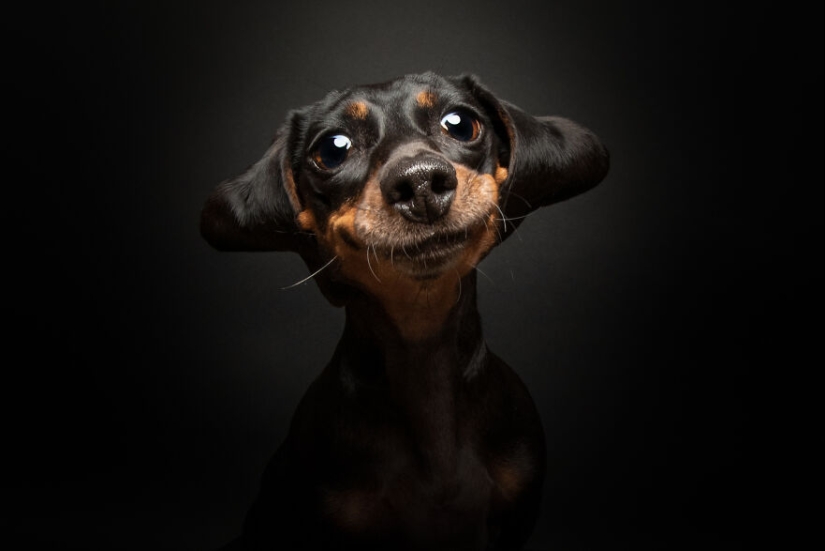 The 2023 Dog Photography Awards Has Revealed Its Winners And Finalists