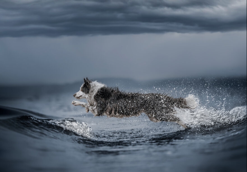 The 2023 Dog Photography Awards Has Revealed Its Winners And Finalists