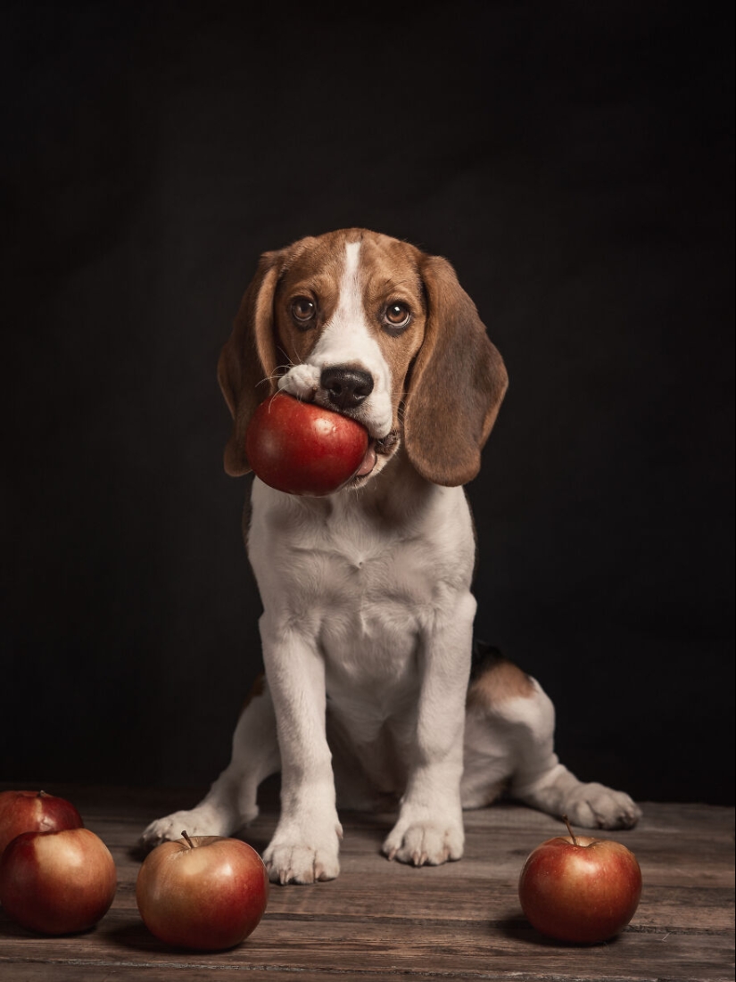 The 2023 Dog Photography Awards Has Revealed Its Winners And Finalists