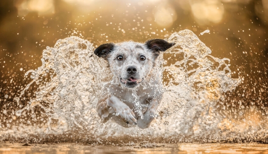 The 2023 Dog Photography Awards Has Revealed Its Winners And Finalists