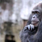 The 7 Most Impressive Displays of Intelligence in Animals
