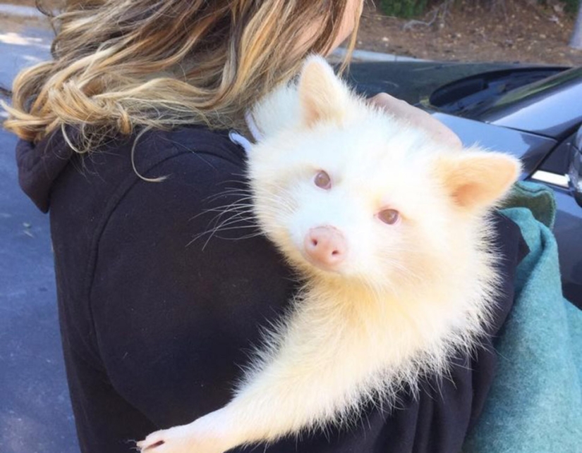 The "aggressive" albino raccoon just can't stop hugging her savior