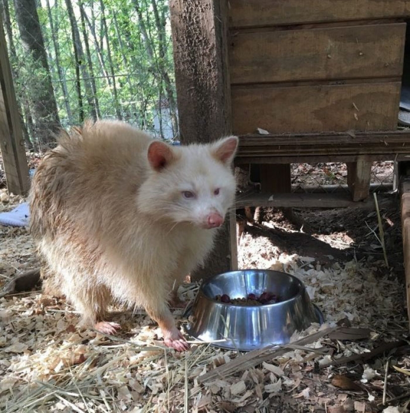The "aggressive" albino raccoon just can't stop hugging her savior