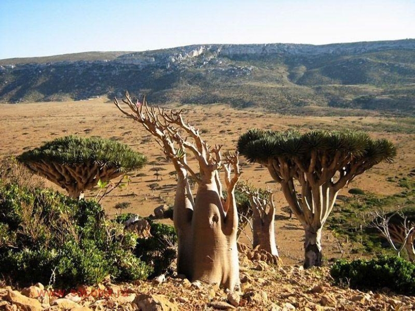 The amazing island of Socotra