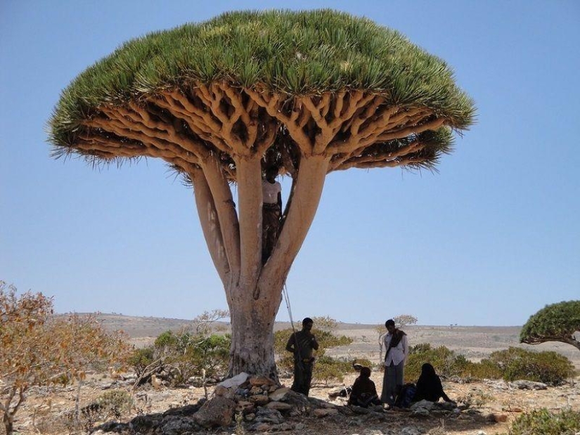 The amazing island of Socotra