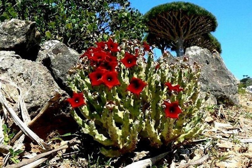 The amazing island of Socotra