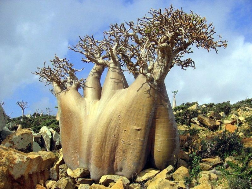 The amazing island of Socotra