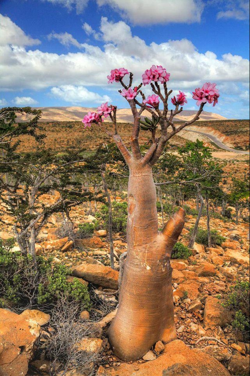 The amazing island of Socotra