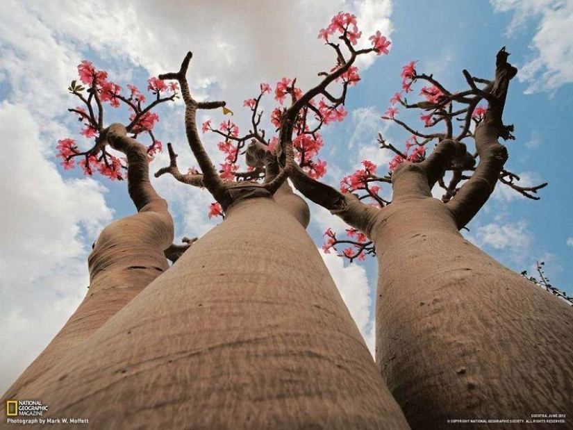 The amazing island of Socotra