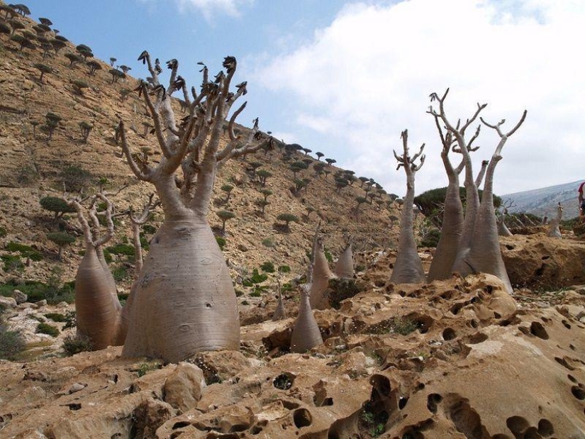 The amazing island of Socotra