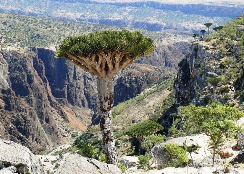 The amazing island of Socotra