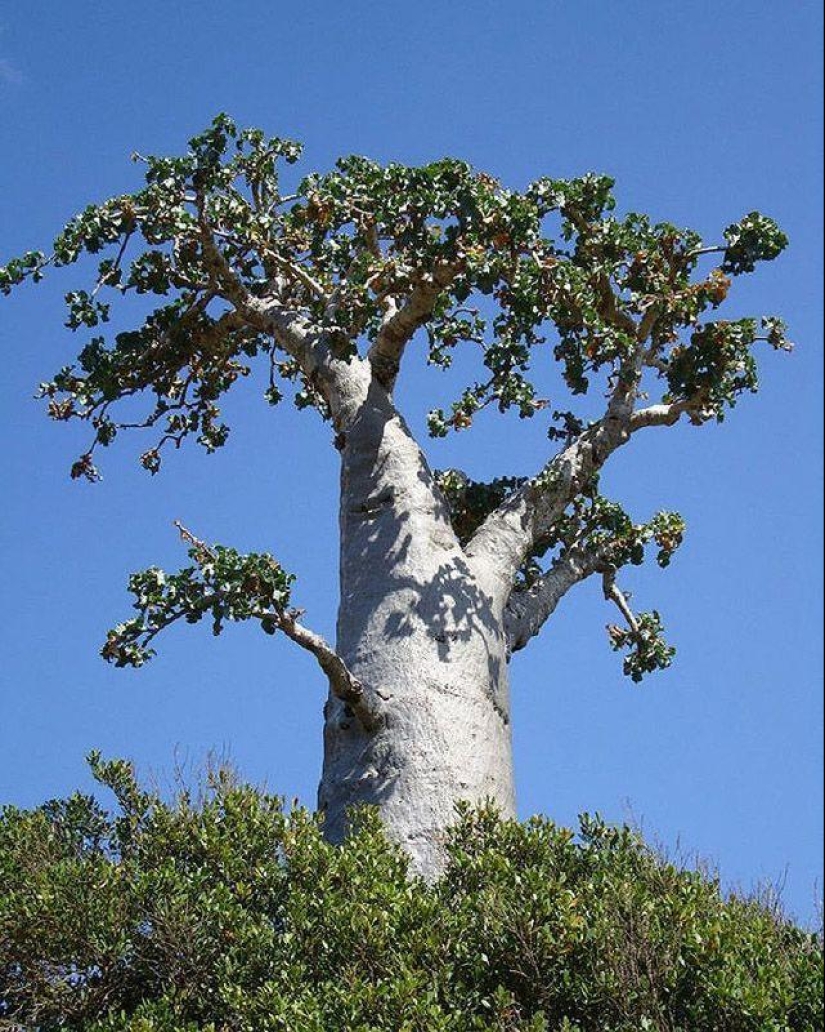 The amazing island of Socotra