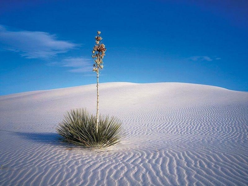 The amazing island of Socotra