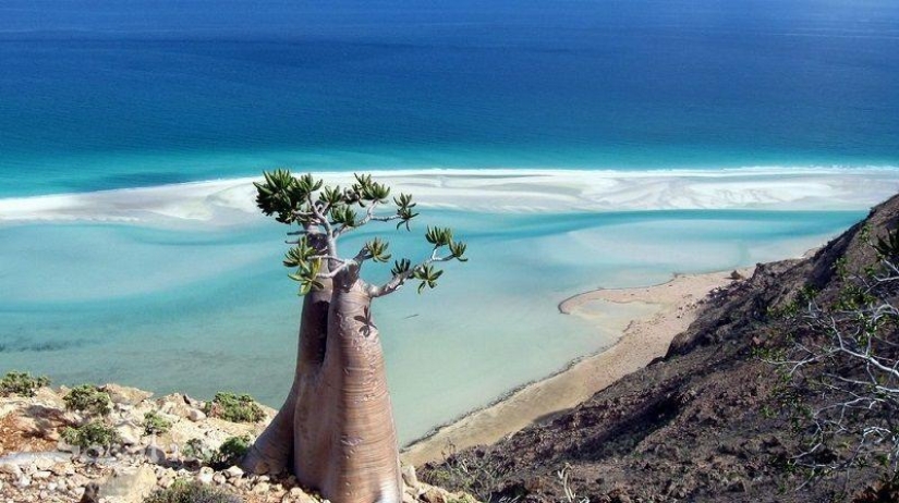 The amazing island of Socotra