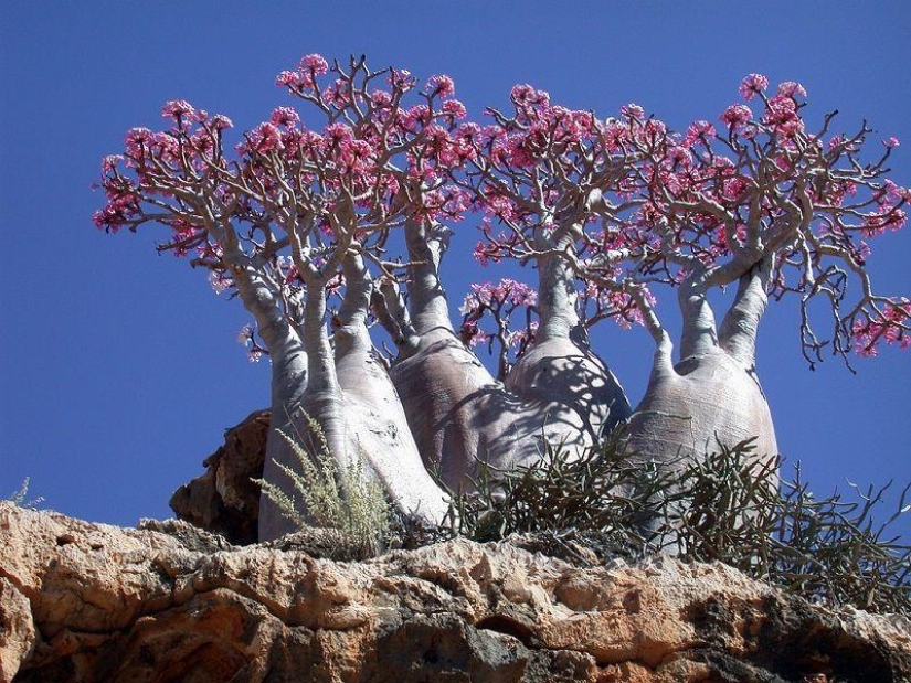 The amazing island of Socotra