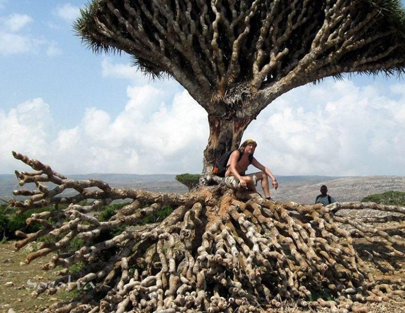 The amazing island of Socotra