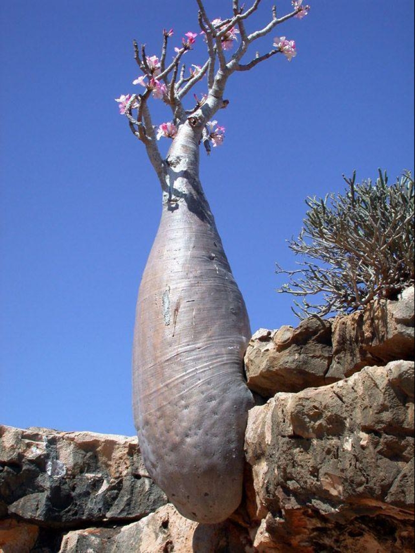 The amazing island of Socotra