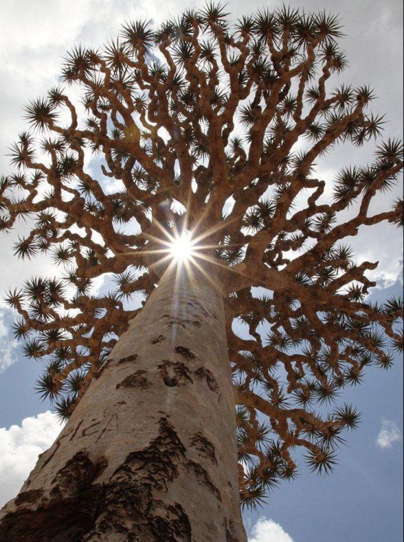 The amazing island of Socotra