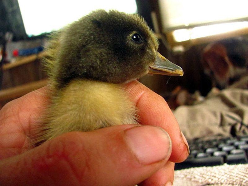 The amazing story of saving a duckling... in a beard