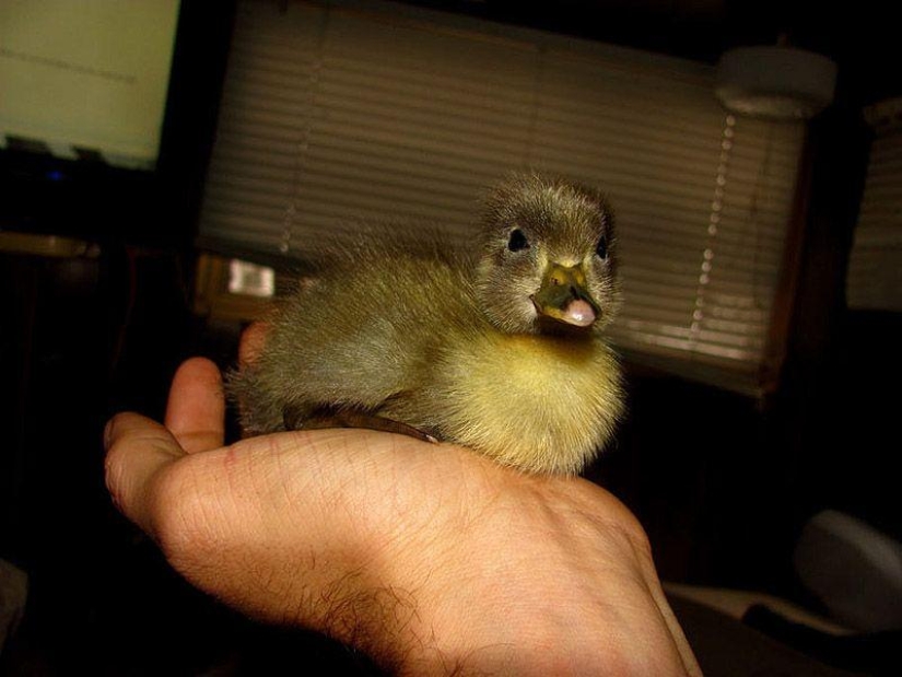 The amazing story of saving a duckling... in a beard