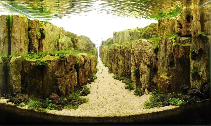 The art of aquariums — amazing underwater landscapes