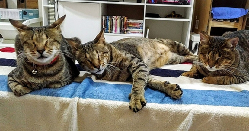 The blind cat family has finally found a home