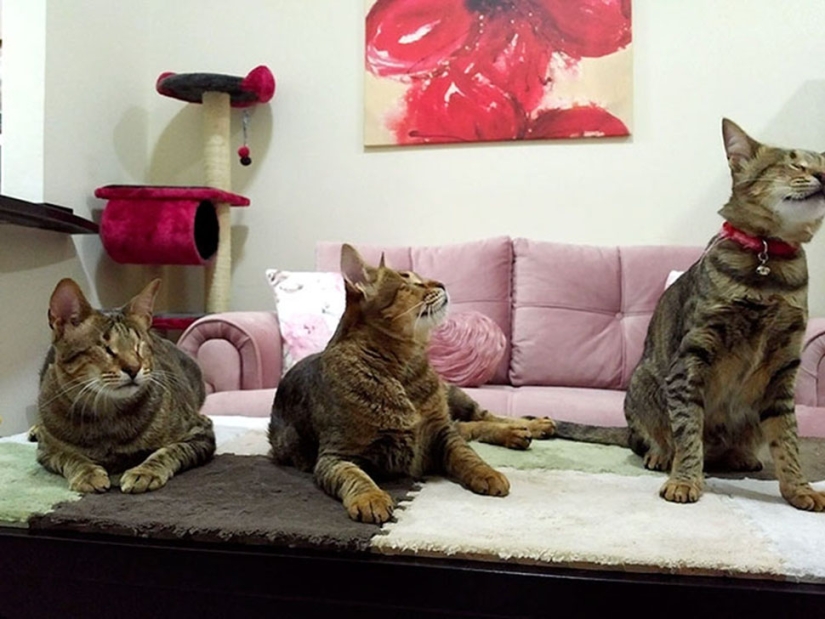 The blind cat family has finally found a home