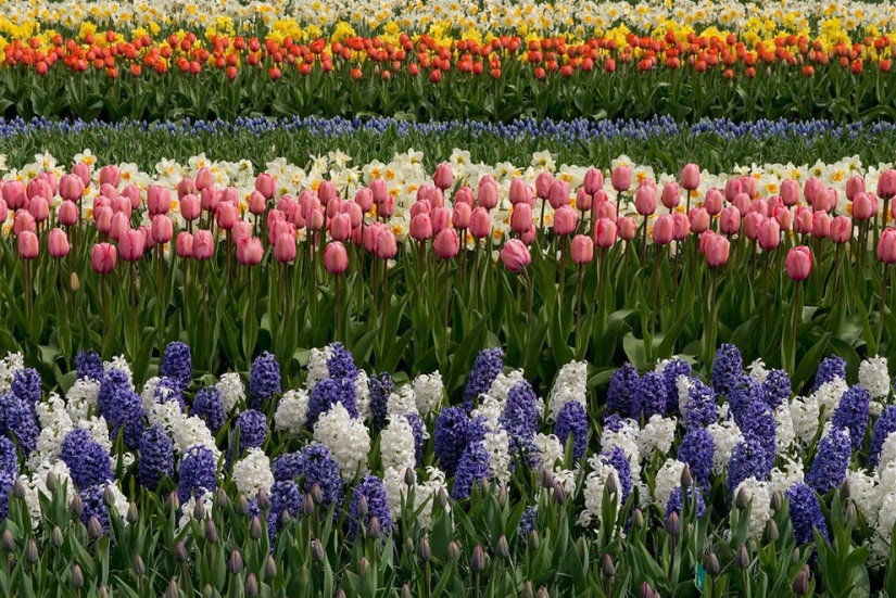 The brightest tulips from around the world