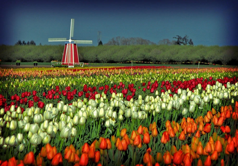 The brightest tulips from around the world