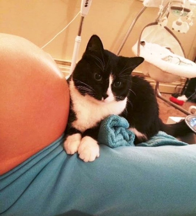 The cat fell in love with the baby before birth, and now protects him
