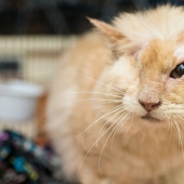 The cat was doused with acid, but he did not lose faith in people
